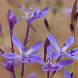 Lapeirosia sandersonii